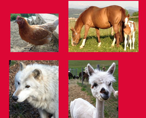 Collage aus Huhn, Pferd, Wolf, Alpaka auf rotem Hintergrund