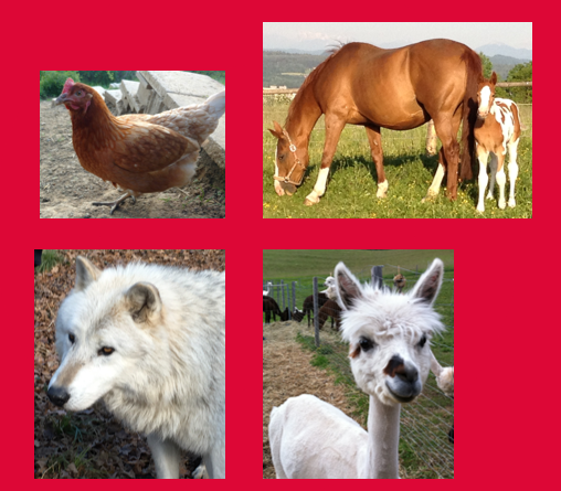 Collage aus Huhn, Pferd, Wolf, Alpaka auf rotem Hintergrund